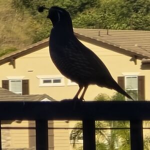 Meet your Posher, Saadiya